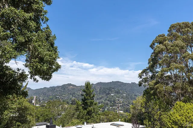 a view of a tree in a field with a tree in the background