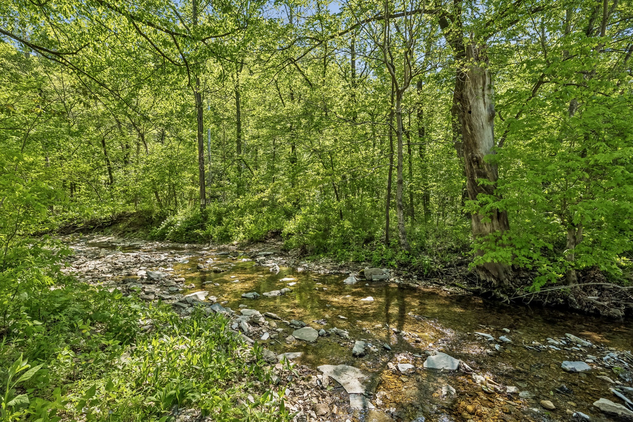 644 West Fork Road Summertown, TN 38483 - Photo 62 of 93