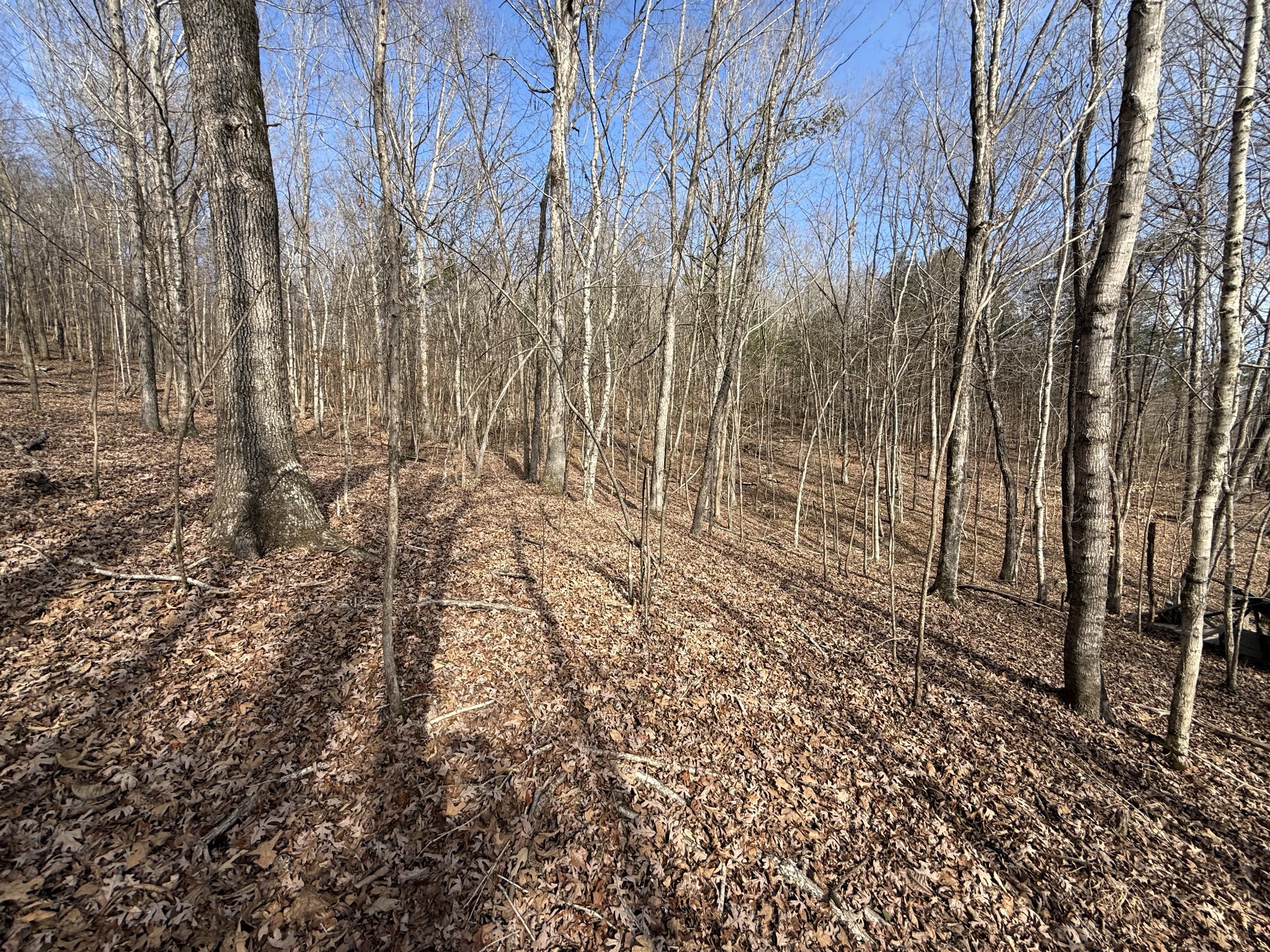 4819 Morrison Creek Road Clifton, TN 38425 - Photo 14 of 19 a view of a yard with trees