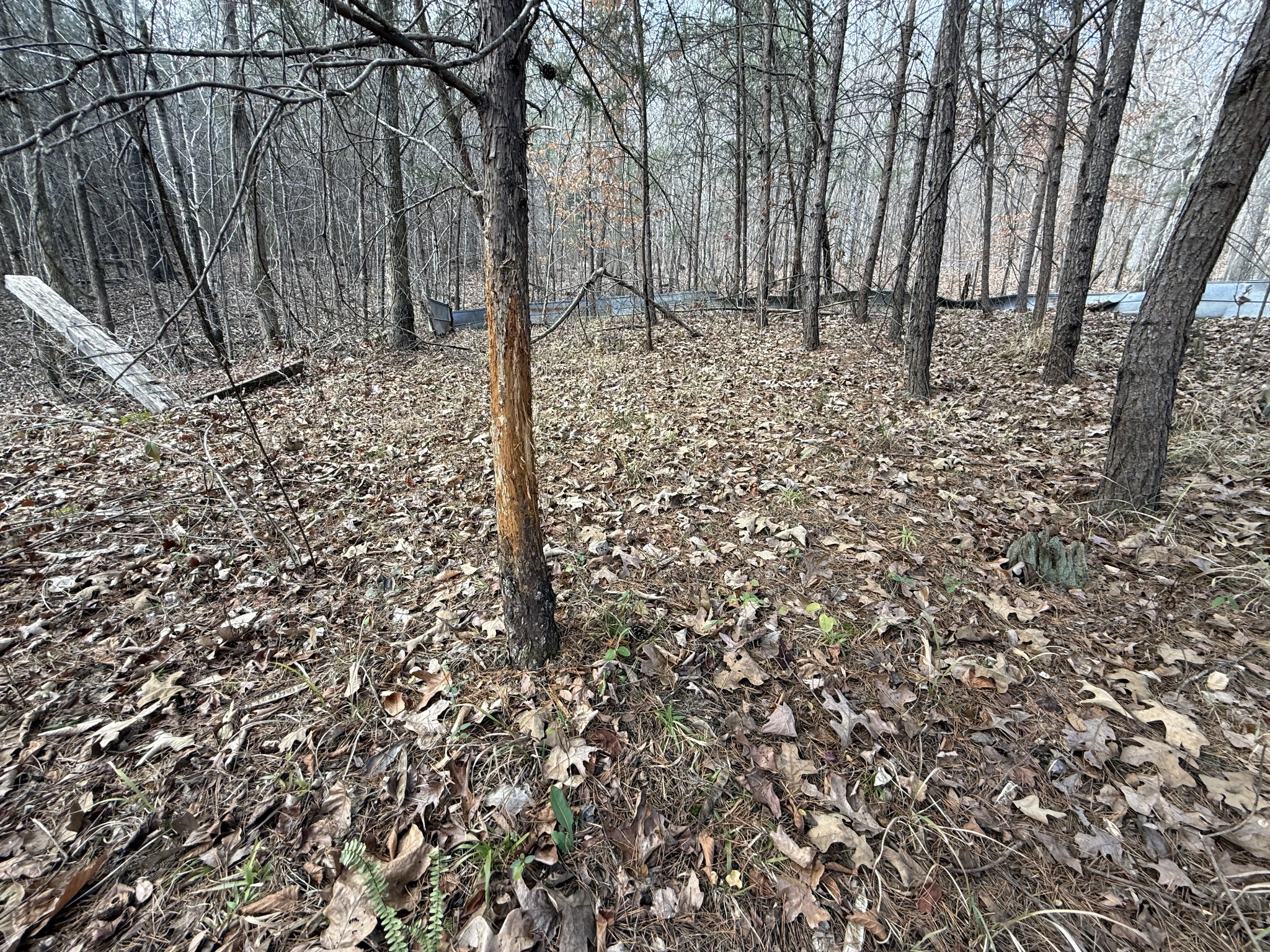 4819 Morrison Creek Road Clifton, TN 38425 - Photo 16 of 19 a view of a backyard of the house