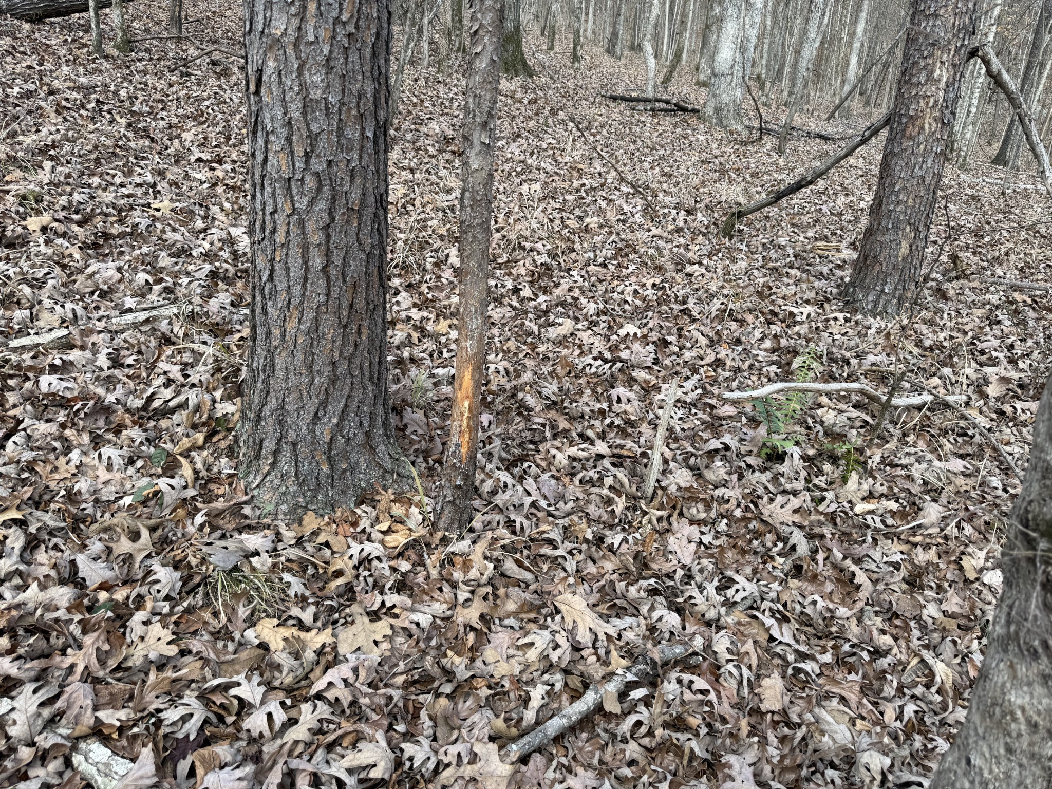 4819 Morrison Creek Road Clifton, TN 38425 - Photo 17 of 19