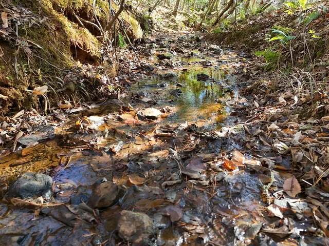 a view of a yard with trees