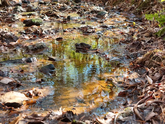 a view of a forest with trees