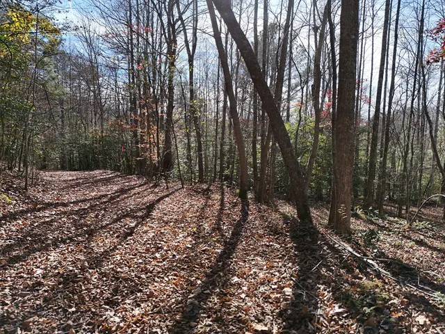 a view of a yard with street