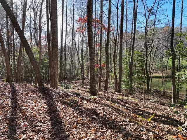 a view of a yard with large trees