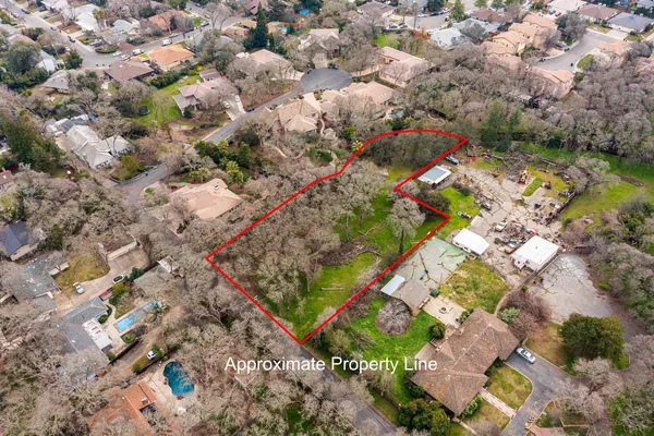 a plant with lots of trees