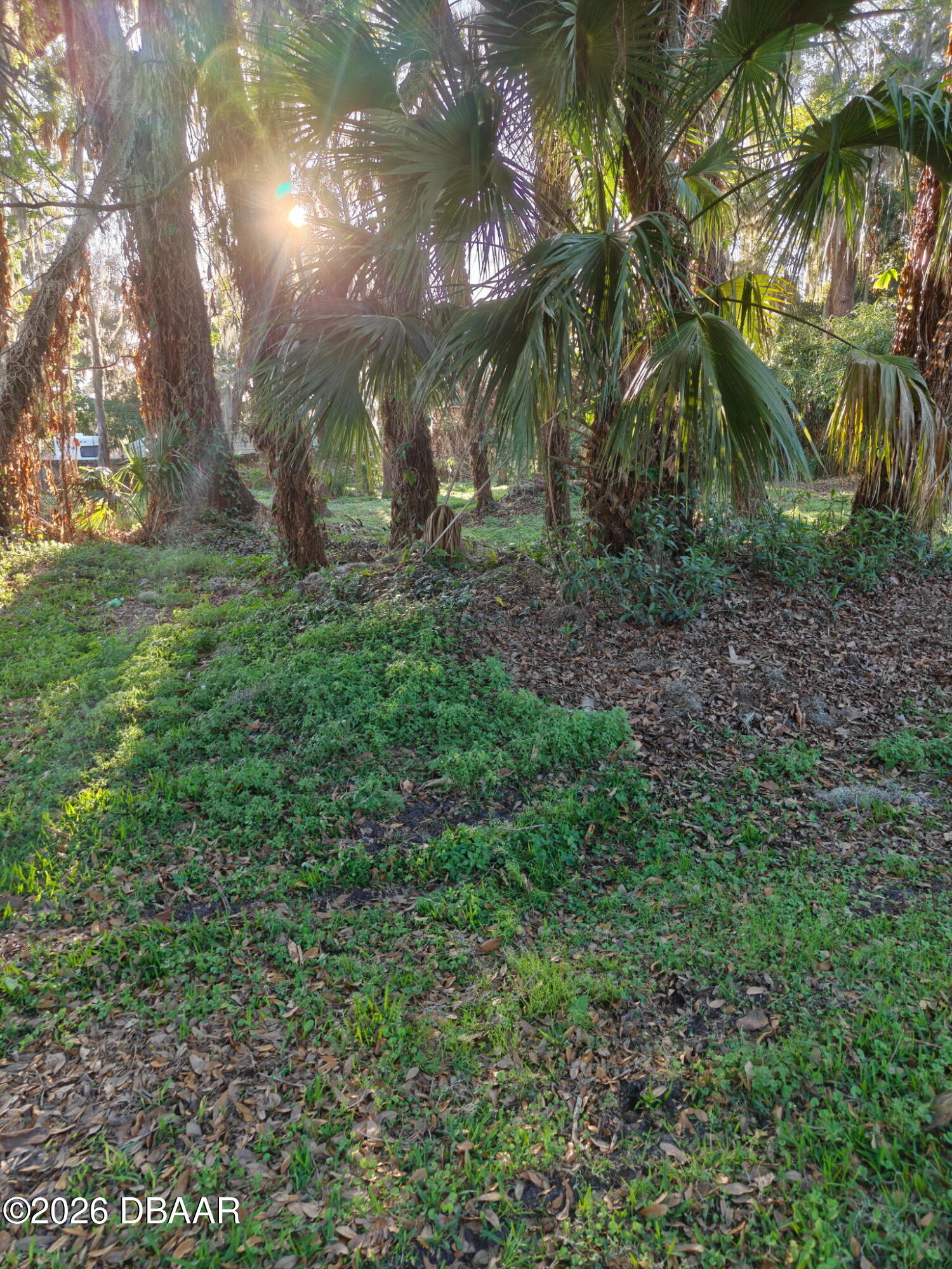 2214 Needle Palm Drive Edgewater, FL 32141 - Photo 5 of 6 a view of a yard with a tree