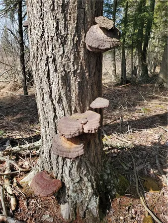 $32,900 | Lot#10 Goddards Road, Mount Vision, NY 13810