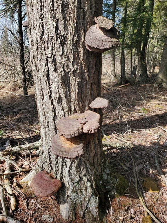 Lot #10 Goddards Road Mount Vision, NY 13810 - Photo 22 of 30