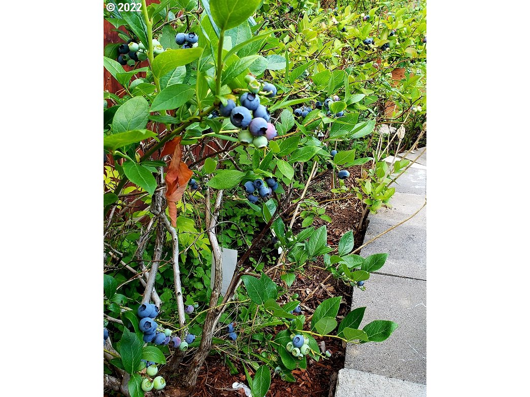 1254 Crystal Lane Lafayette, OR 97127 - Photo 9 of 25 a plant with a plant