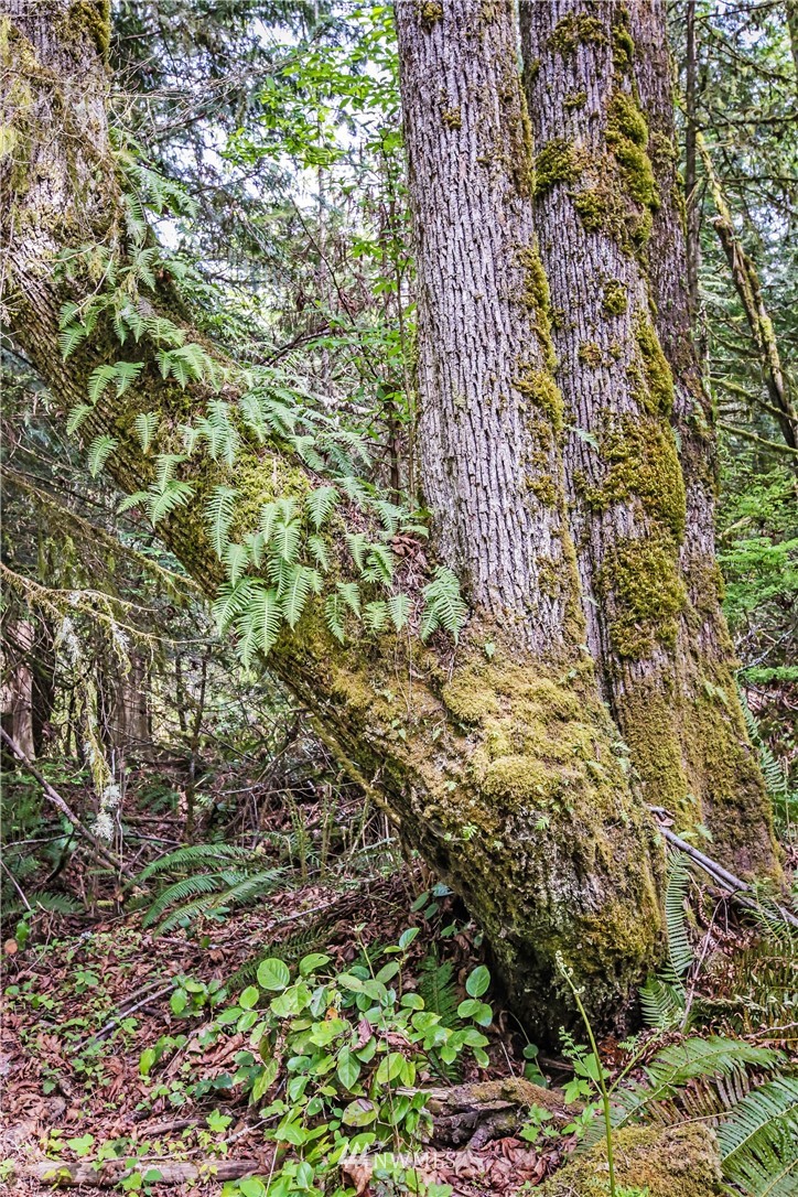 71 Fraser Road Southeast Port Orchard, WA 98367 - Photo 12 of 17 Gallery Image 12