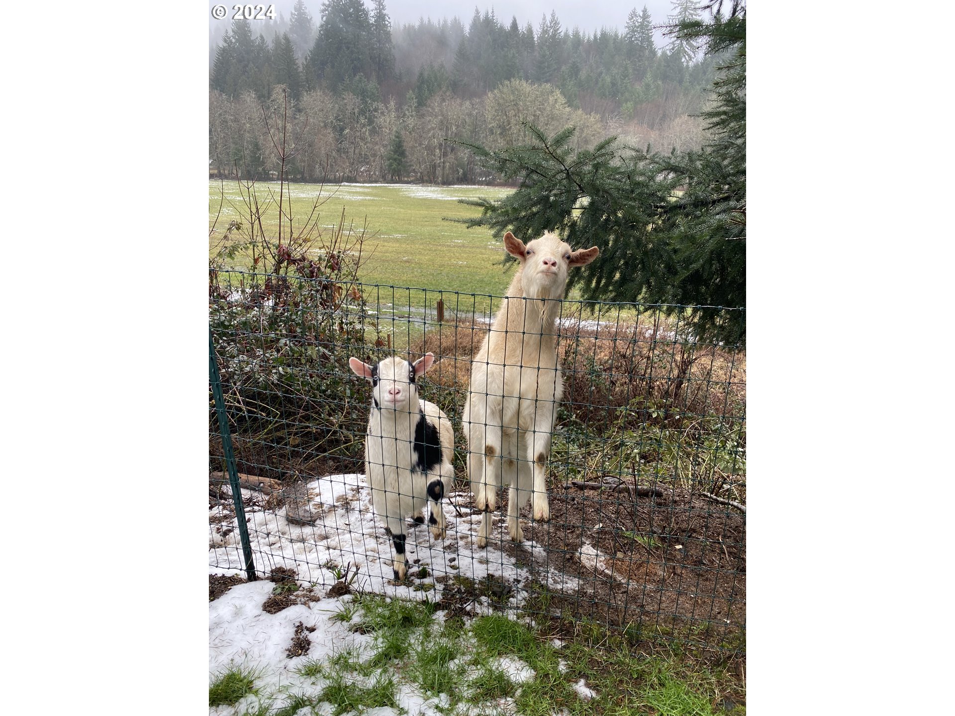 23300 Northwest Bravo Road Buxton, OR 97109 - Photo 42 of 47 a bird view of a house
