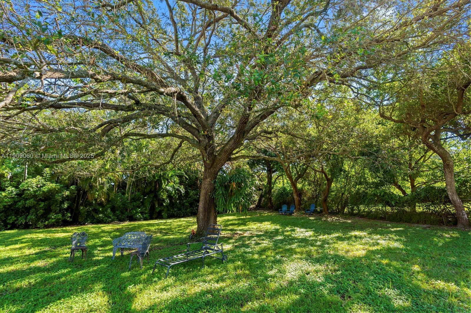 6500 Southwest 127th Street Pinecrest, FL 33156 - Photo 52 of 68 a view of a tree in a yard