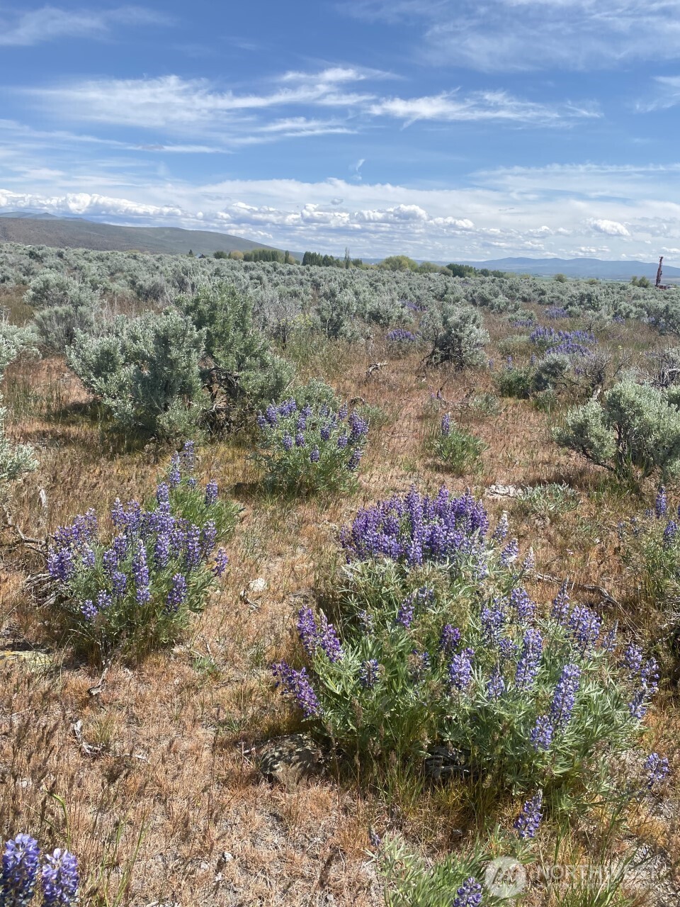 3 A Lester Road Ellensburg, WA 98926 - Photo 5 of 14 a view of a yard with a yard