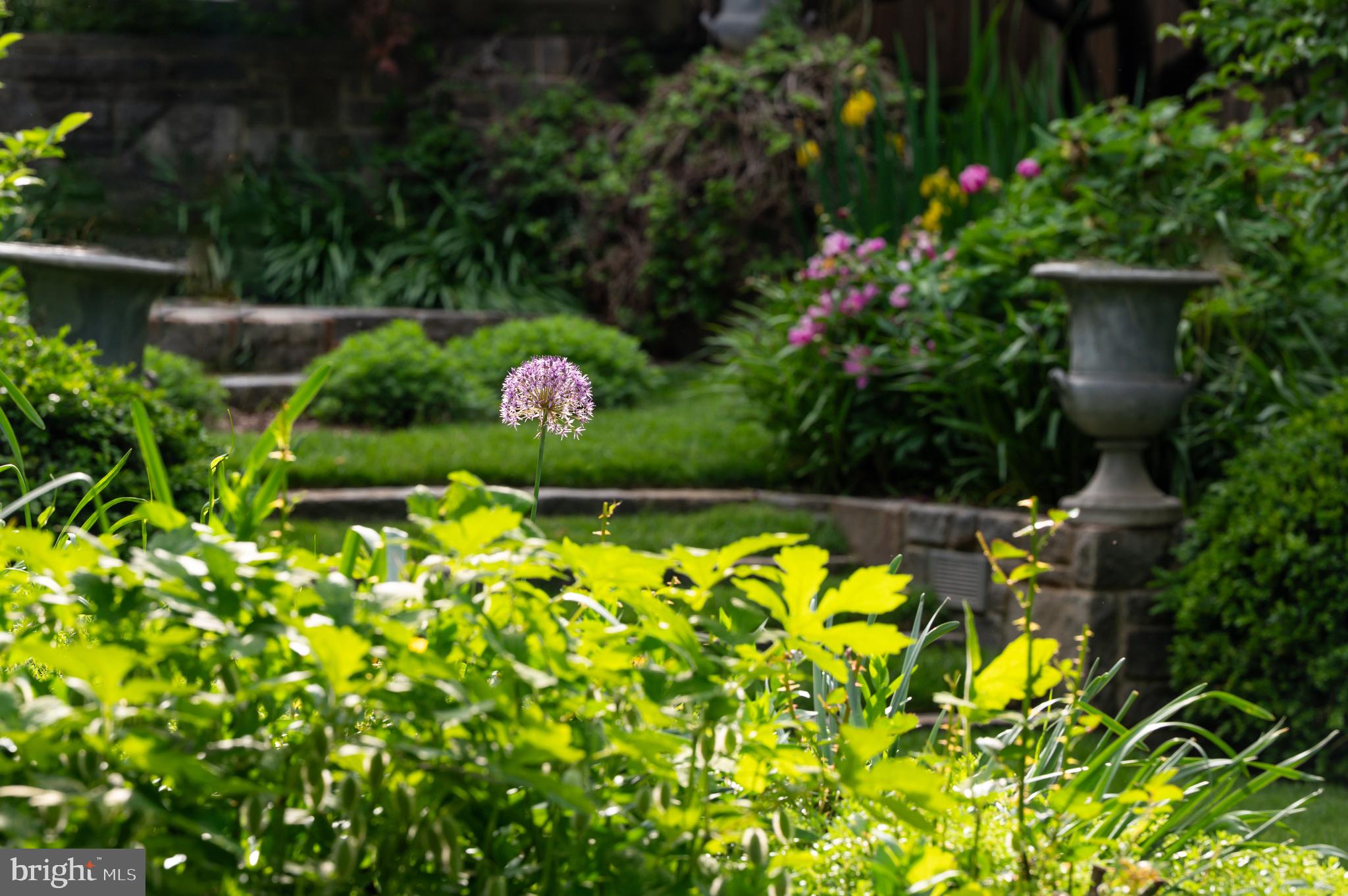 7116 Glenbrook Road Bethesda, MD 20814 - Photo 23 of 30 a view of a flower in a garden
