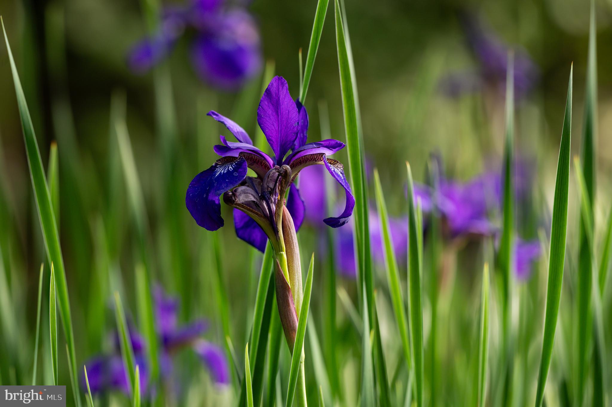 7116 Glenbrook Road Bethesda, MD 20814 - Photo 24 of 30 a view of a bunch of flowers