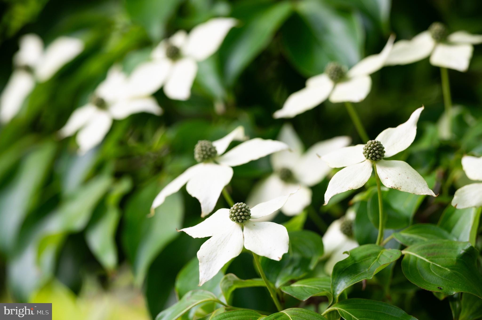 7116 Glenbrook Road Bethesda, MD 20814 - Photo 25 of 30 a view of a white flower