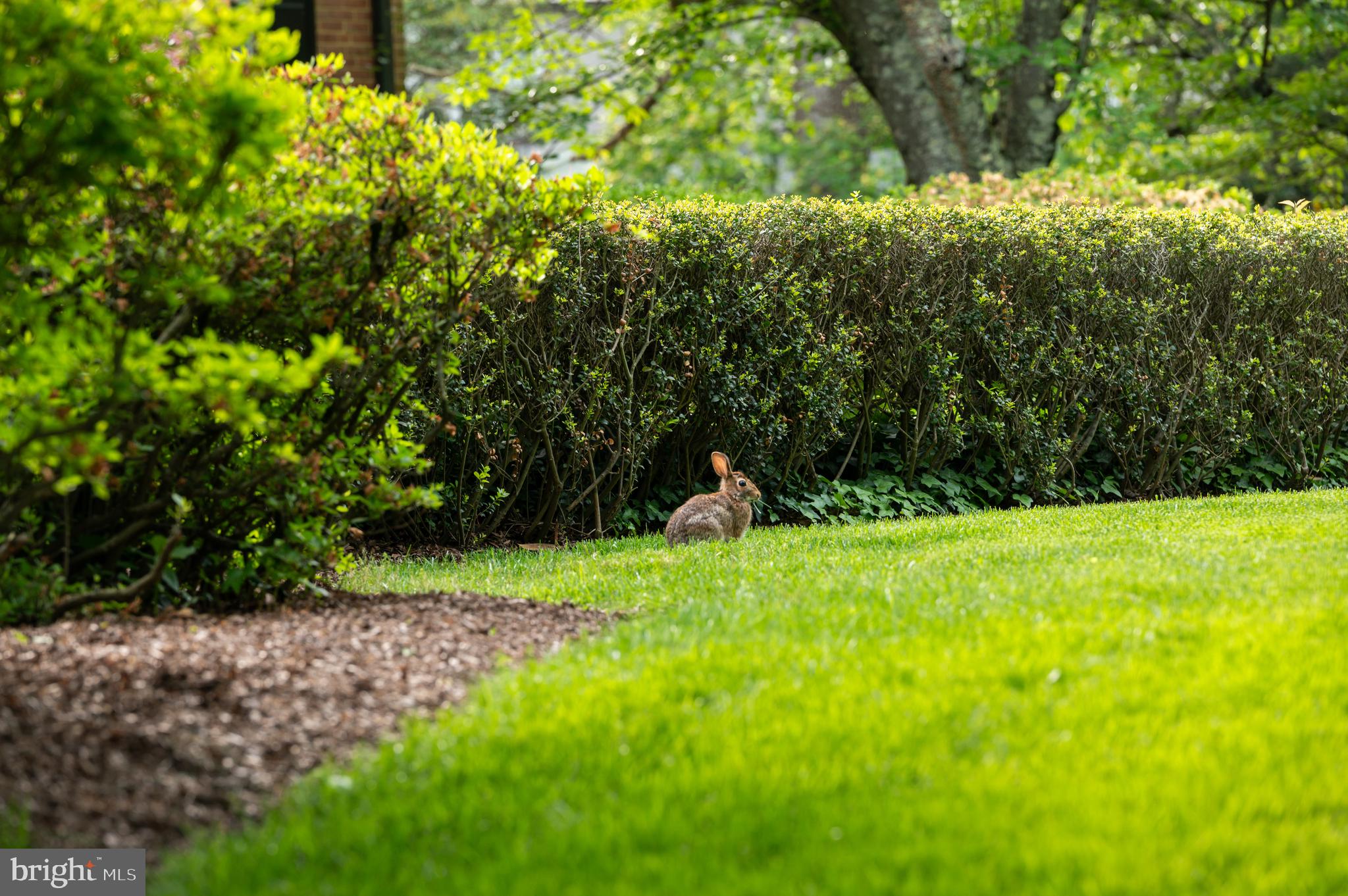 7116 Glenbrook Road Bethesda, MD 20814 - Photo 30 of 30 a backyard of a house with lots of green space