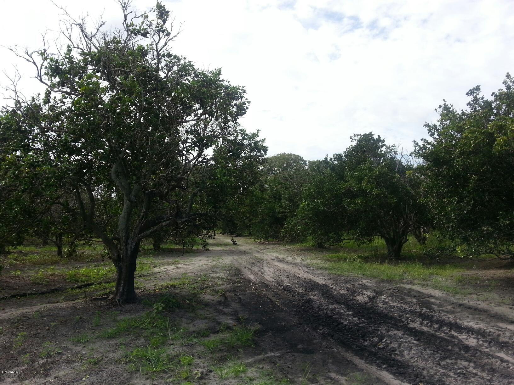 0 Irwin Mims, FL 32754 - Photo 3 of 4 30acregrove