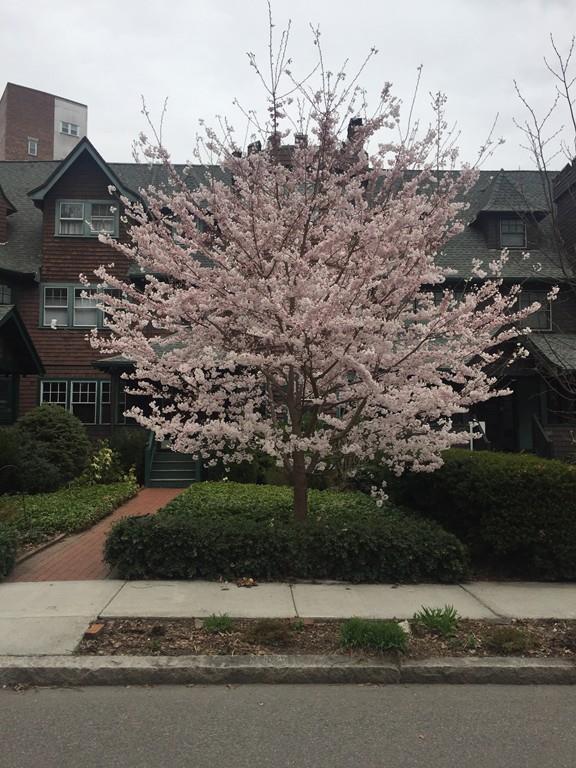 67 Griggs Road Brookline, MA 02446 - Photo 15 of 15