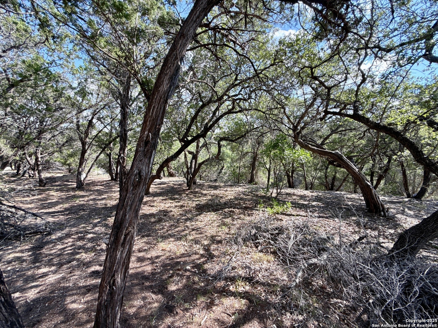 300 Pecos Road Bandera, TX 78003 - Photo 40 of 44 a view of a trees in a yard