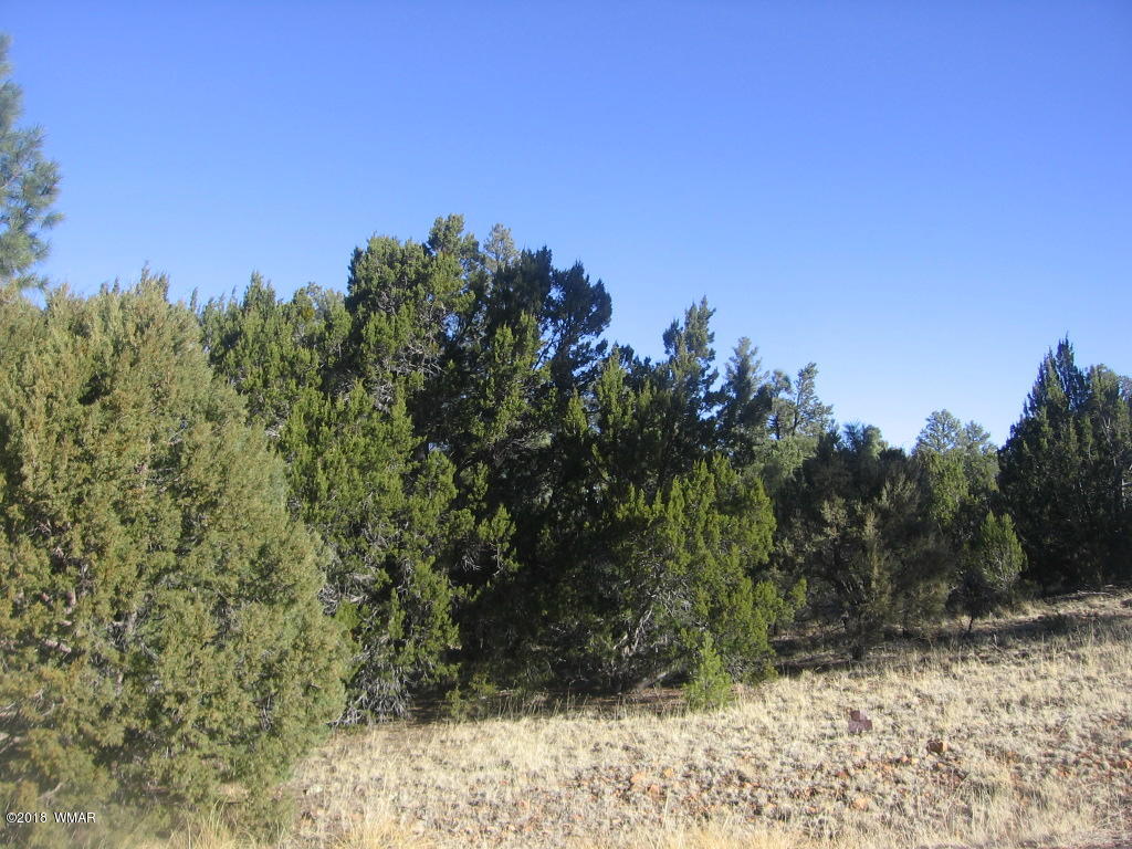 3042 Aspen Road Overgaard, AZ 85933 - Photo 17 of 22