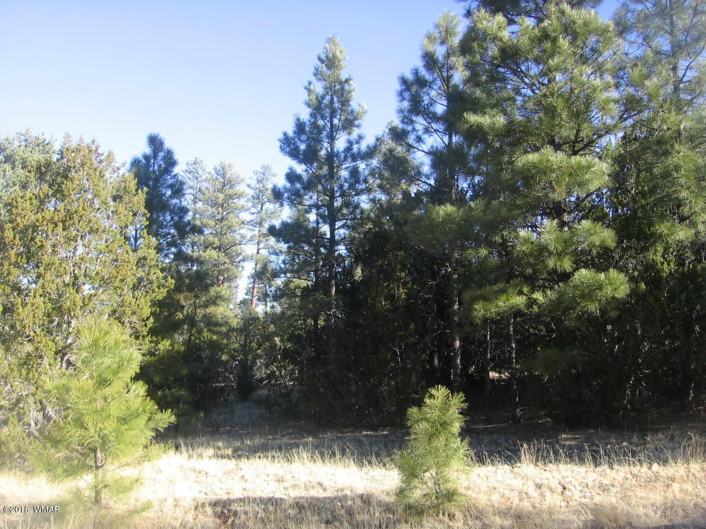 3042 Aspen Road Overgaard, AZ 85933 - Photo 19 of 22