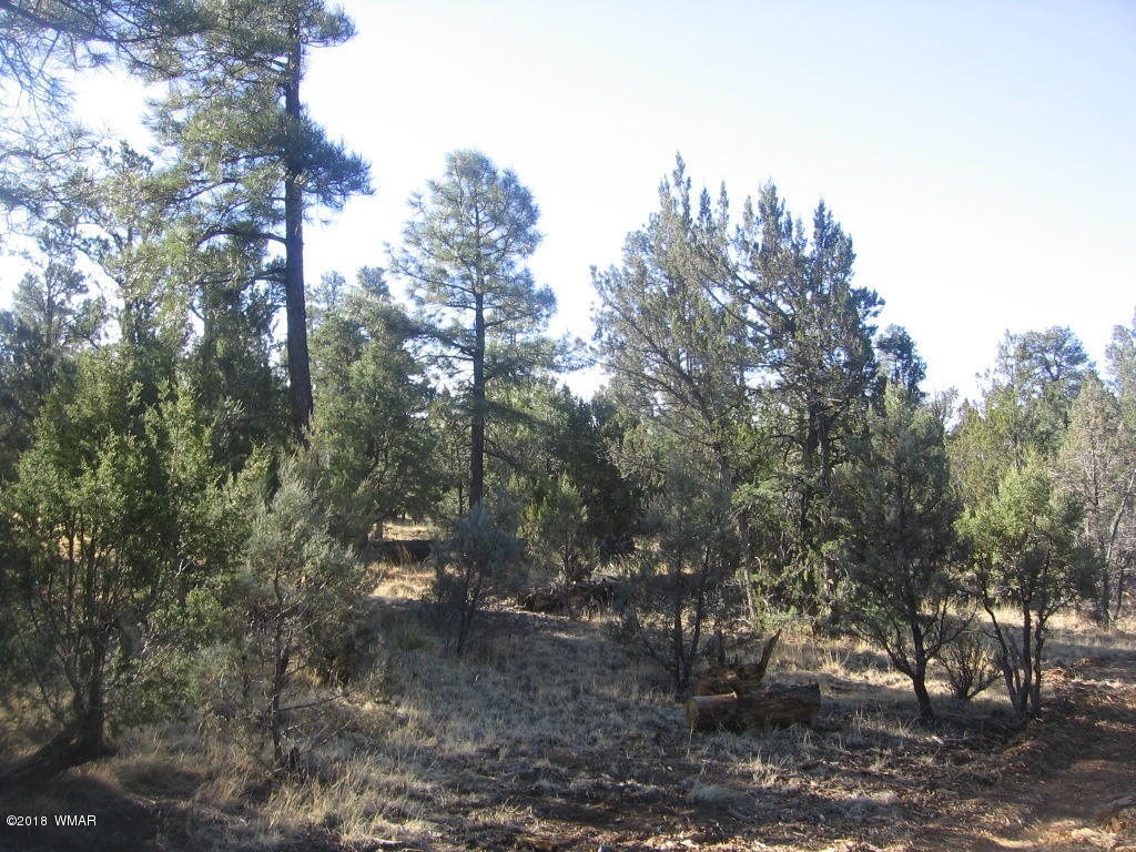 3042 Aspen Road Overgaard, AZ 85933 - Photo 7 of 22