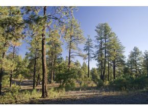1665 High Valley Ranch Road Prescott, AZ 86303 - Photo 3 of 9 Additional Photo
