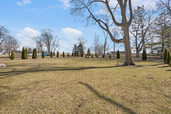 a street view with large trees