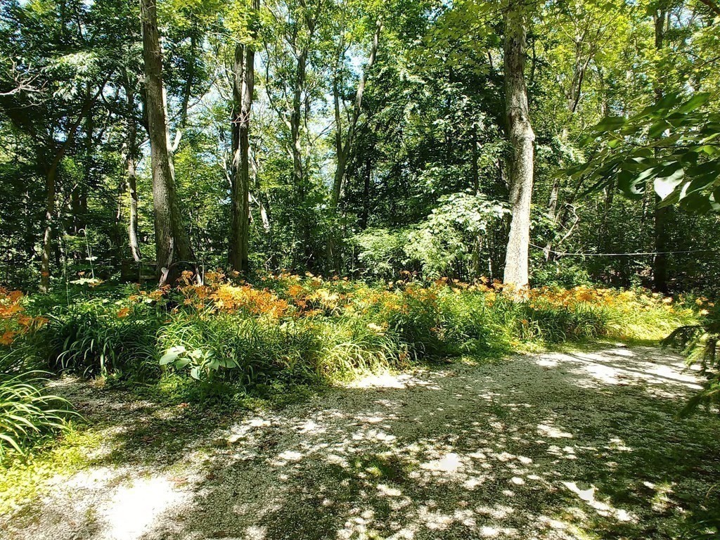 24 Paradise Road Ipswich, MA 01938 - Photo 27 of 27 a view of a tree in a yard