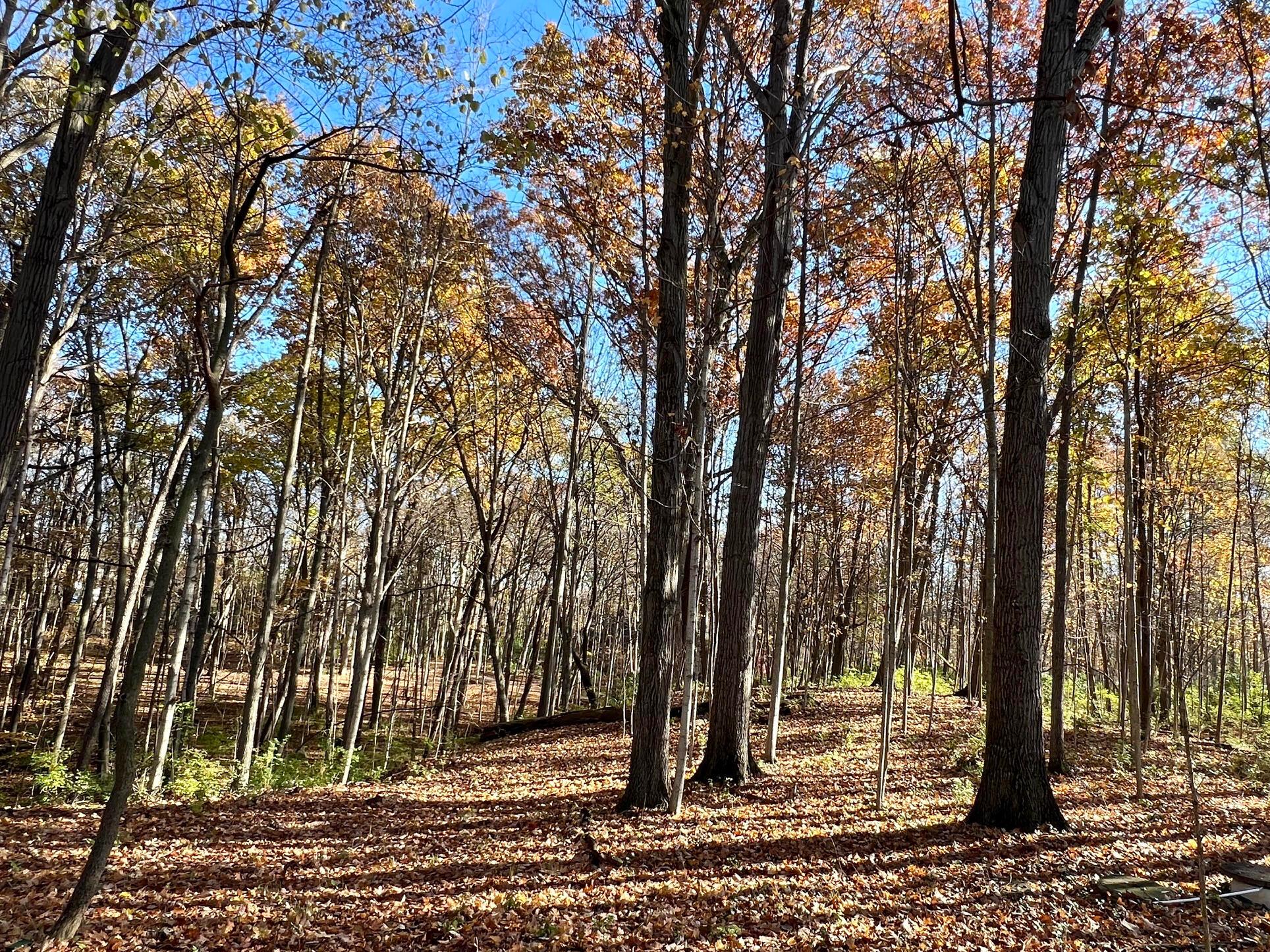 3880 Fry Road Ostrander, OH 43061 - Photo 57 of 82 A walk into the woods.