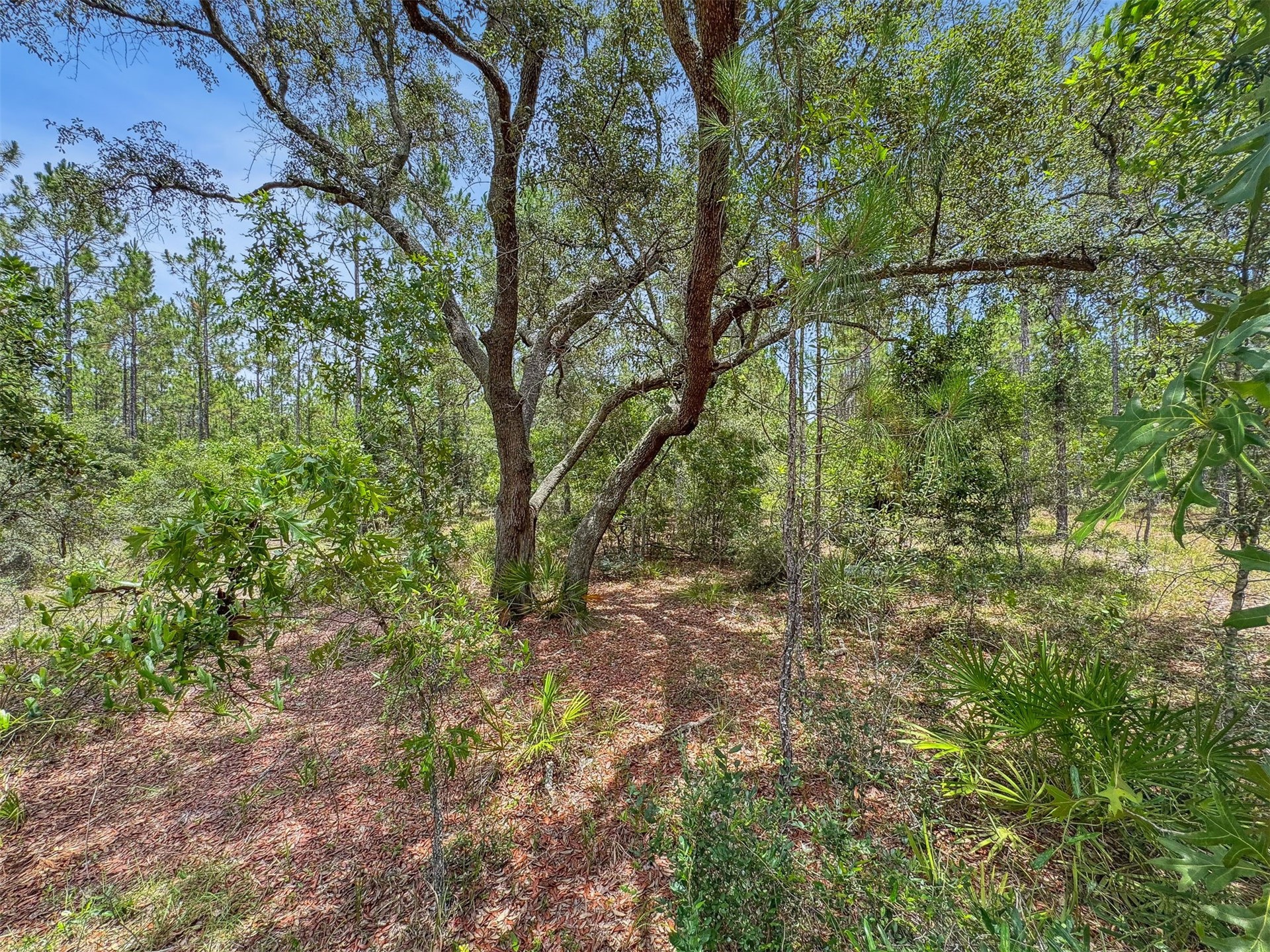 0 Leon Haddock Road Hilliard, FL 32046 - Photo 8 of 13