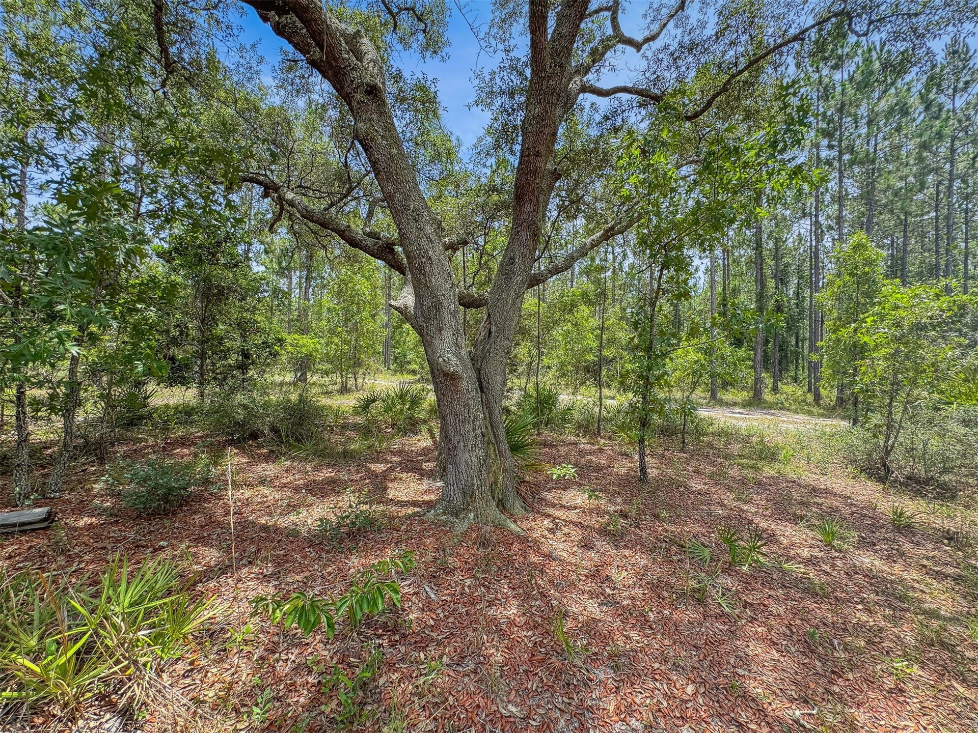 0 Leon Haddock Road Hilliard, FL 32046 - Photo 9 of 13