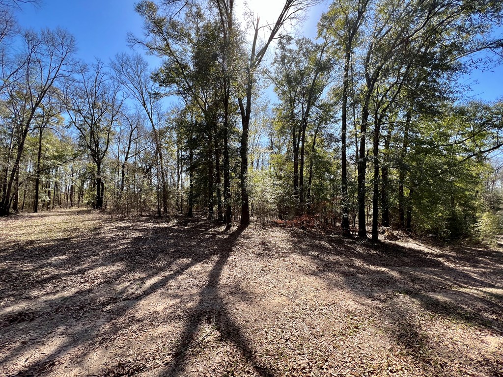 0 County Road 97 Abbeville, AL 36310 - Photo 25 of 53