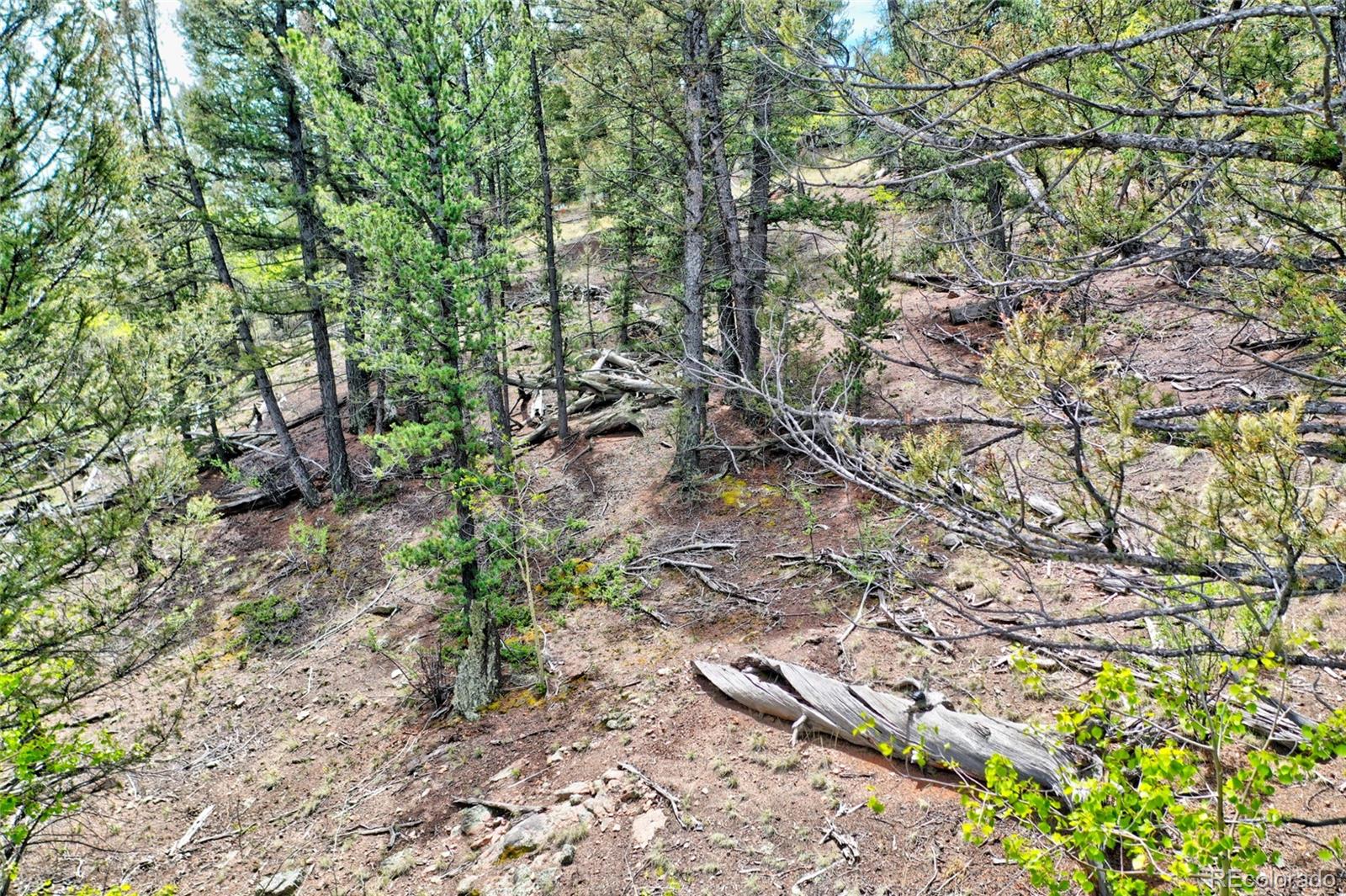 28 Old Squaw Road Como, CO 80432 - Photo 13 of 16 a view of a yard with plants and trees