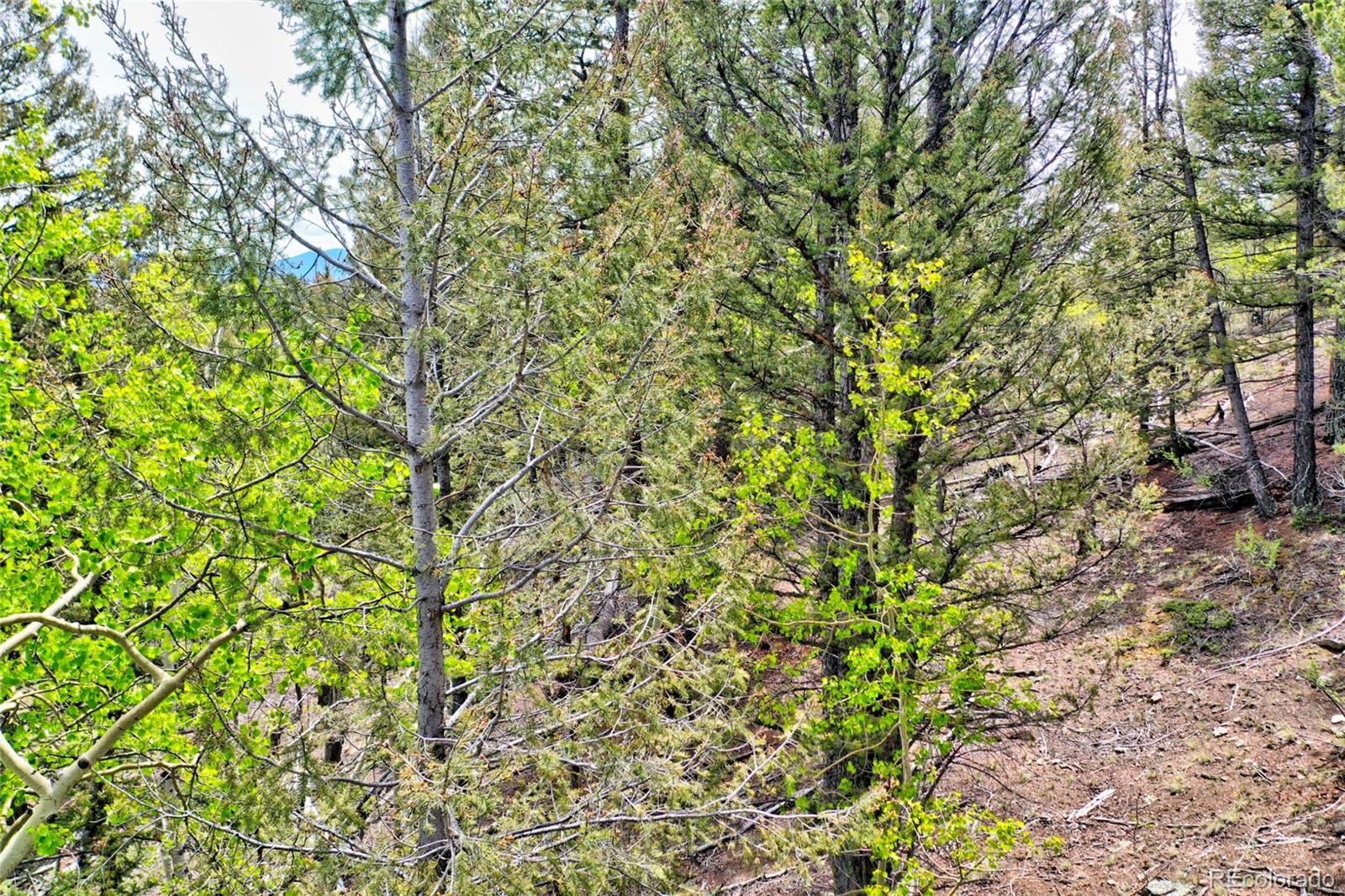 28 Old Squaw Road Como, CO 80432 - Photo 14 of 16 a backyard of a house with lots of green space