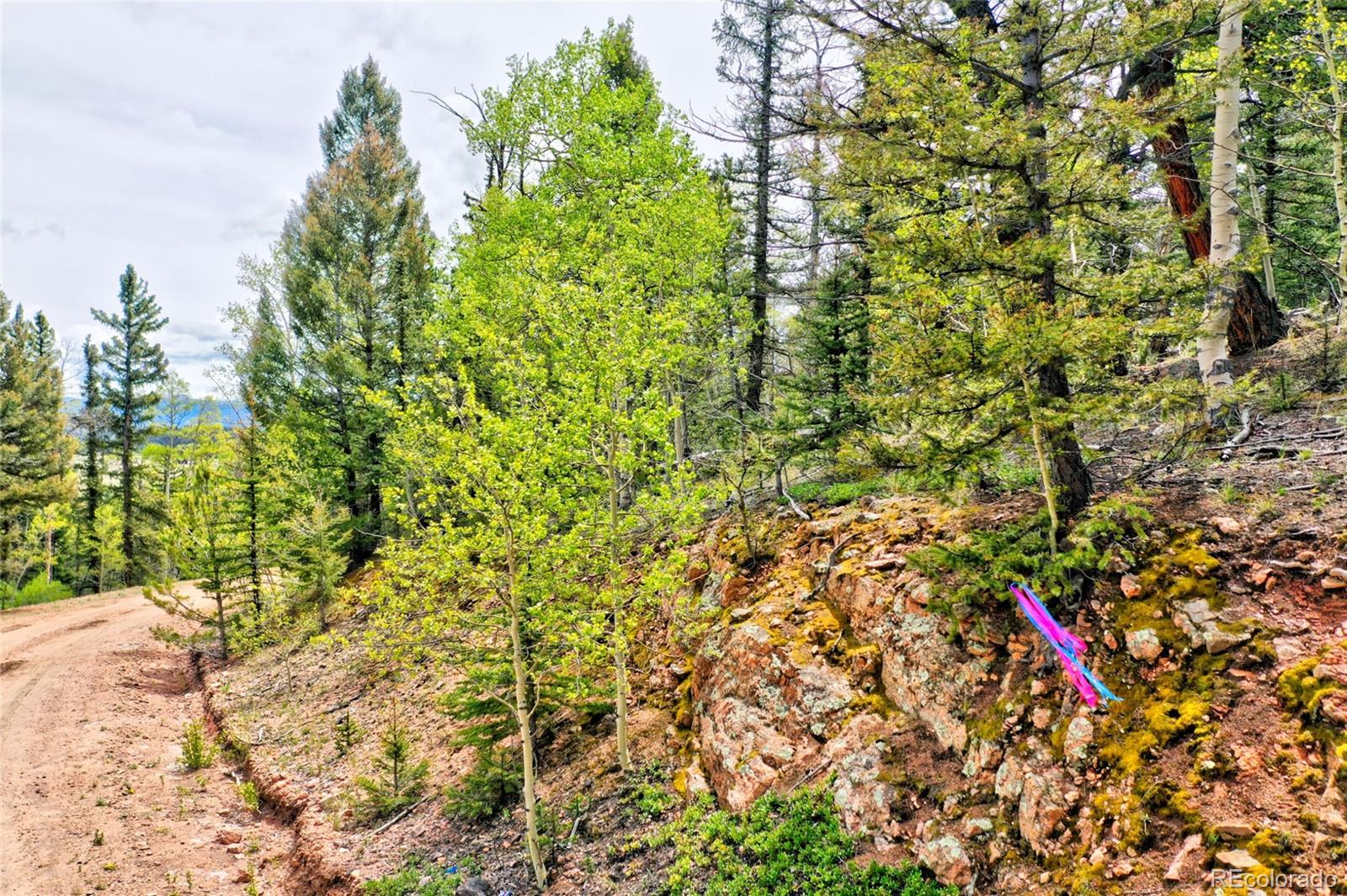 28 Old Squaw Road Como, CO 80432 - Photo 2 of 16 a view of a yard with plants