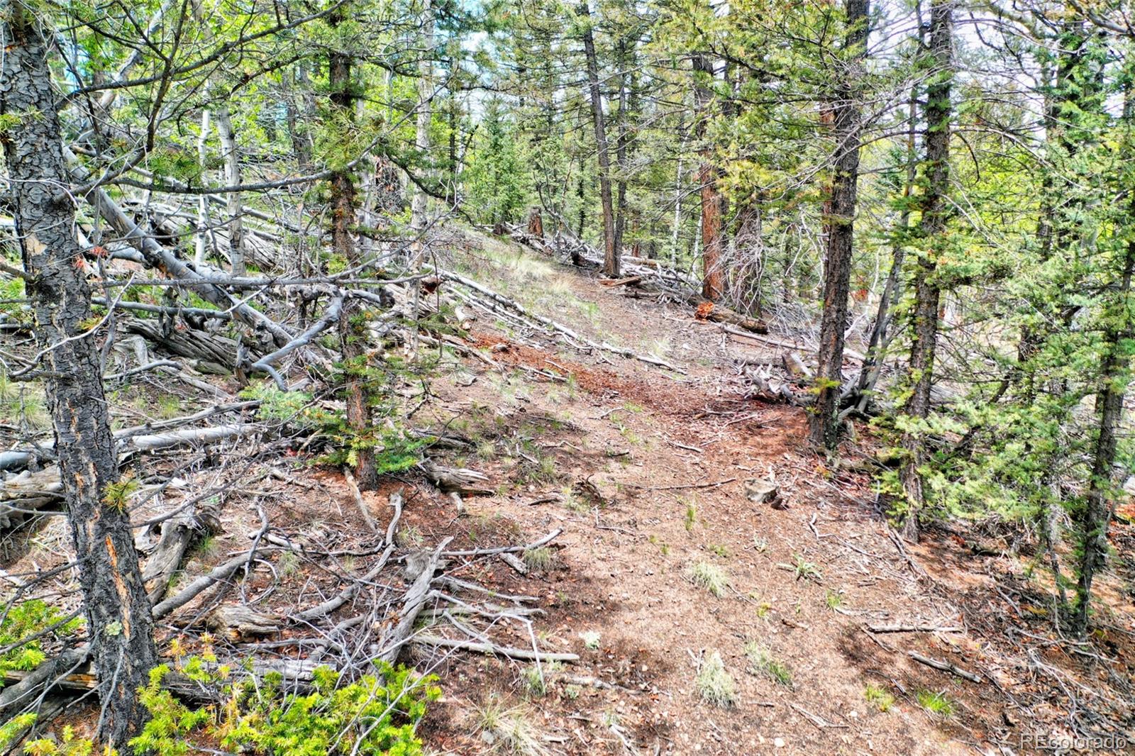 28 Old Squaw Road Como, CO 80432 - Photo 9 of 16 a view of a yard with a tree