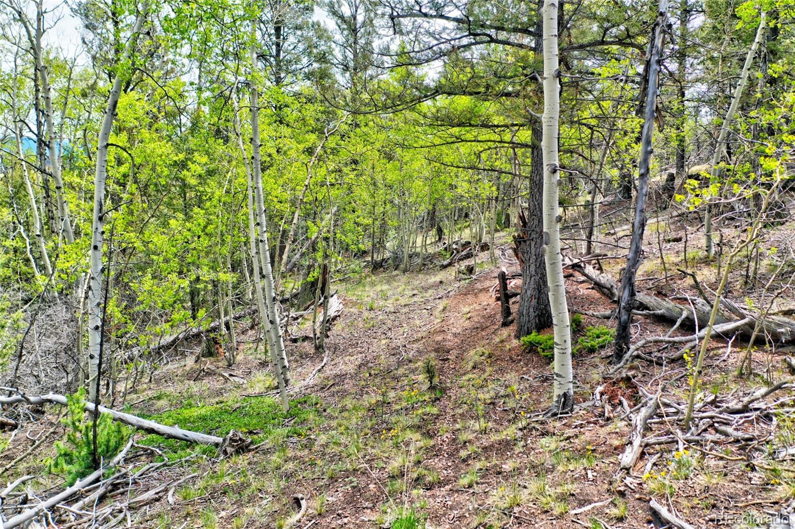 28 Old Squaw Road Como, CO 80432 - Photo 10 of 16 a view of a garden with a tree