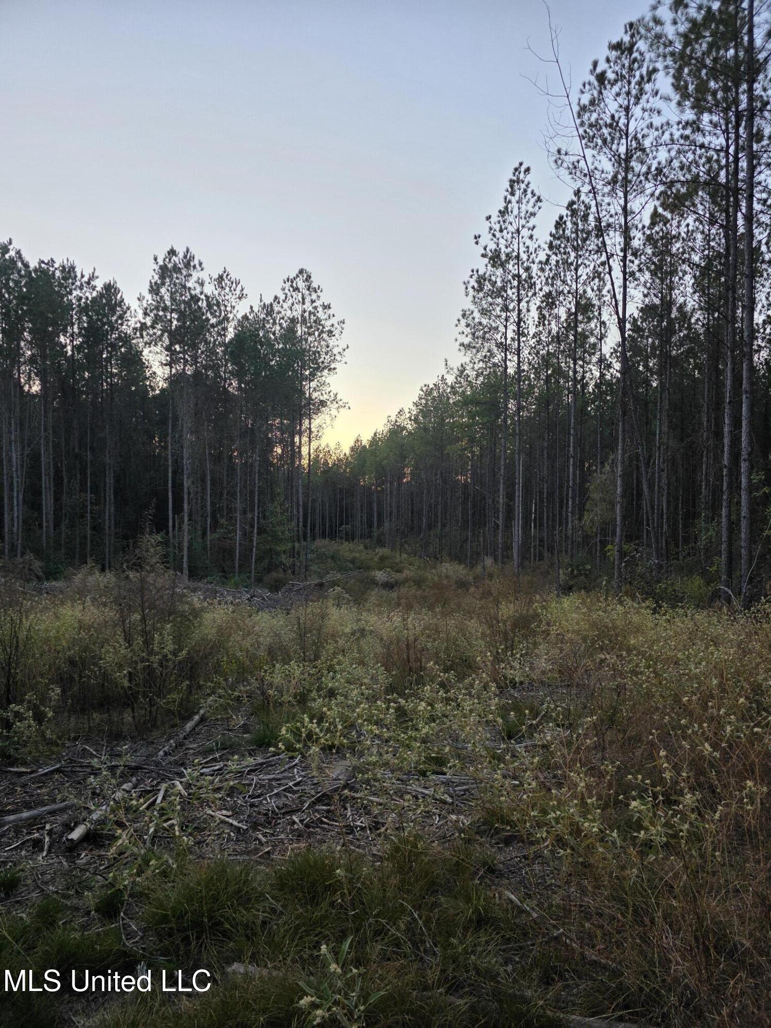 77 County Road Mize, MS 39116 - Photo 12 of 38 19335