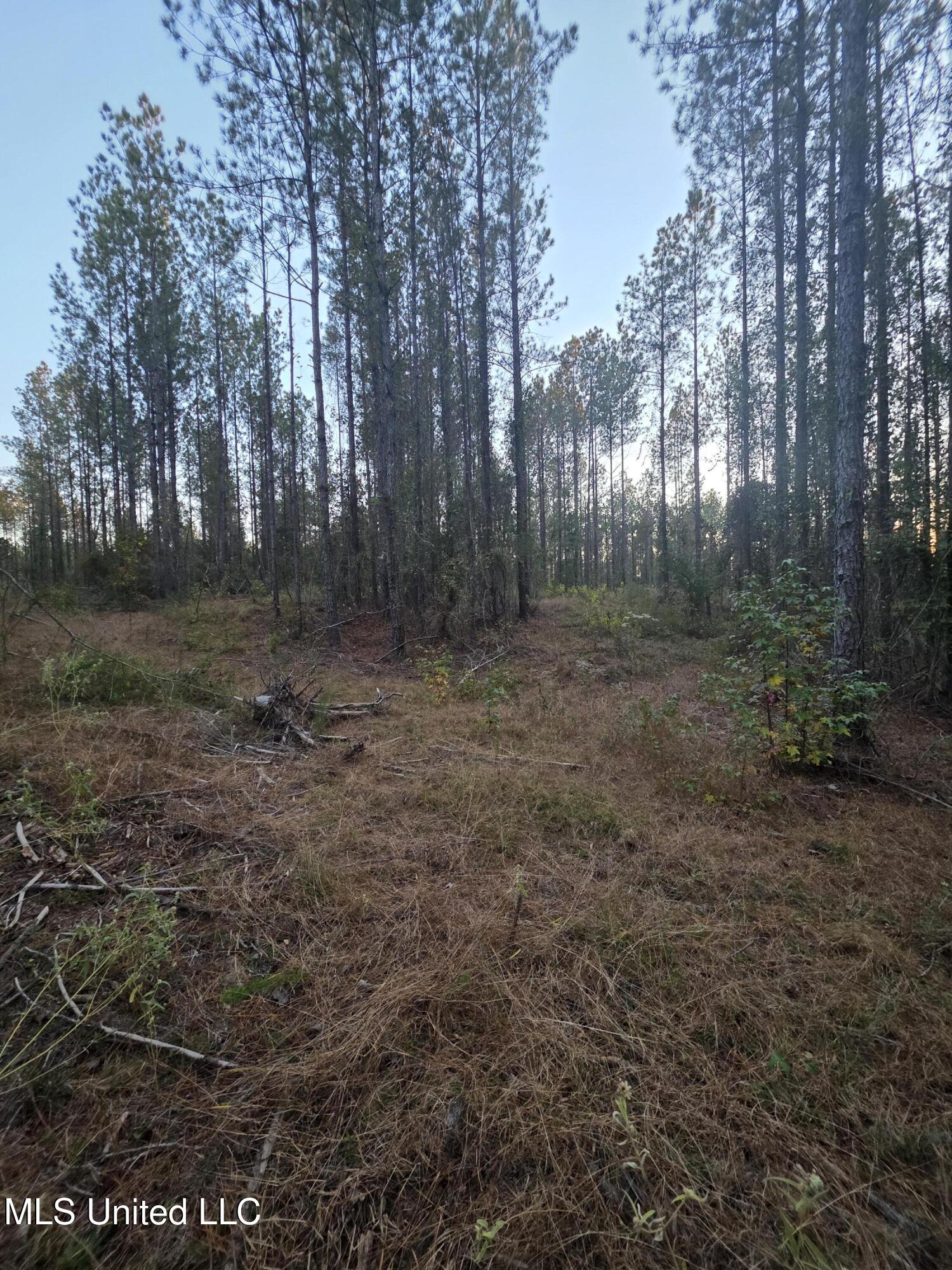 77 County Road Mize, MS 39116 - Photo 13 of 38 19328