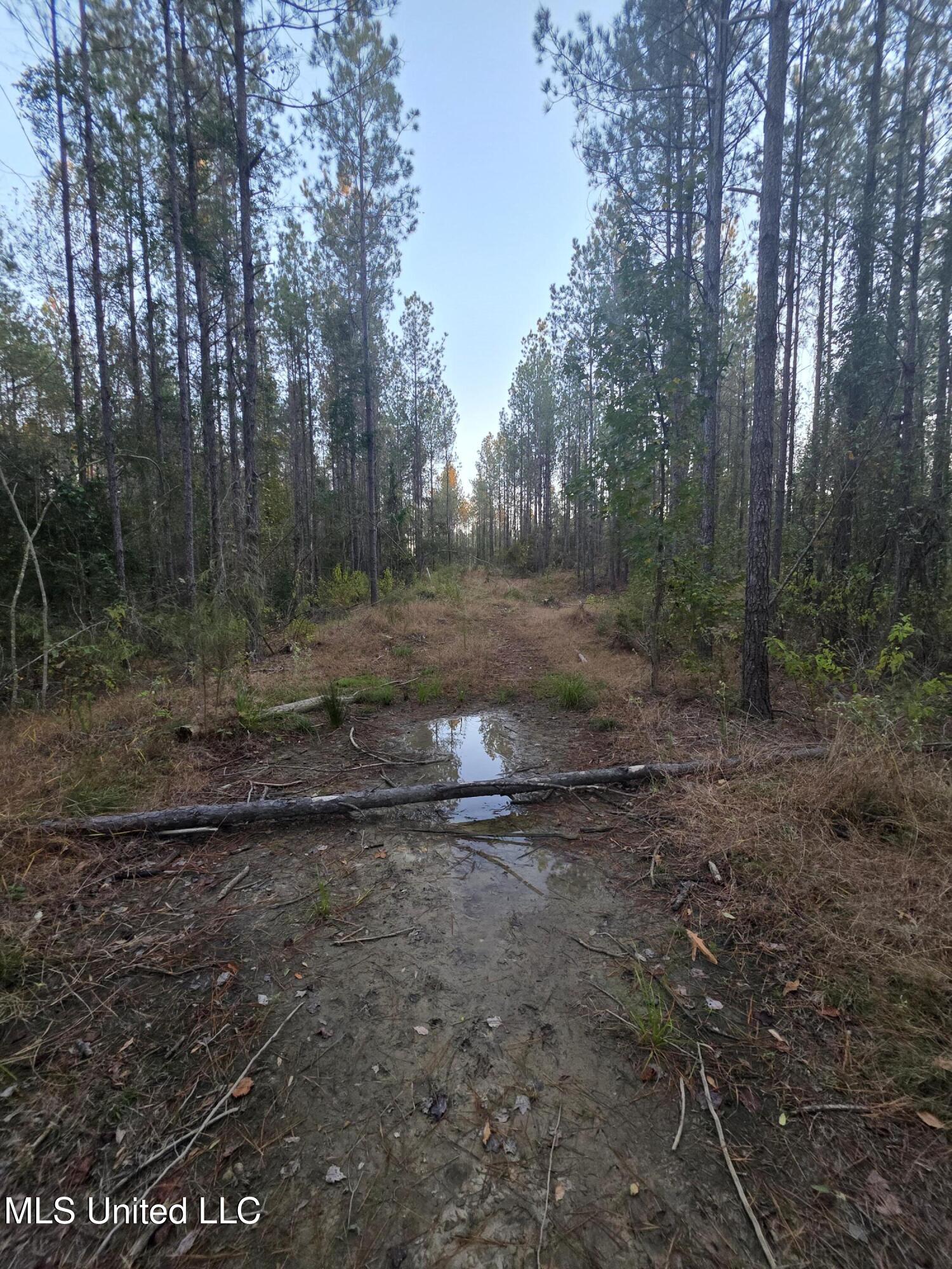 77 County Road Mize, MS 39116 - Photo 14 of 38 19327