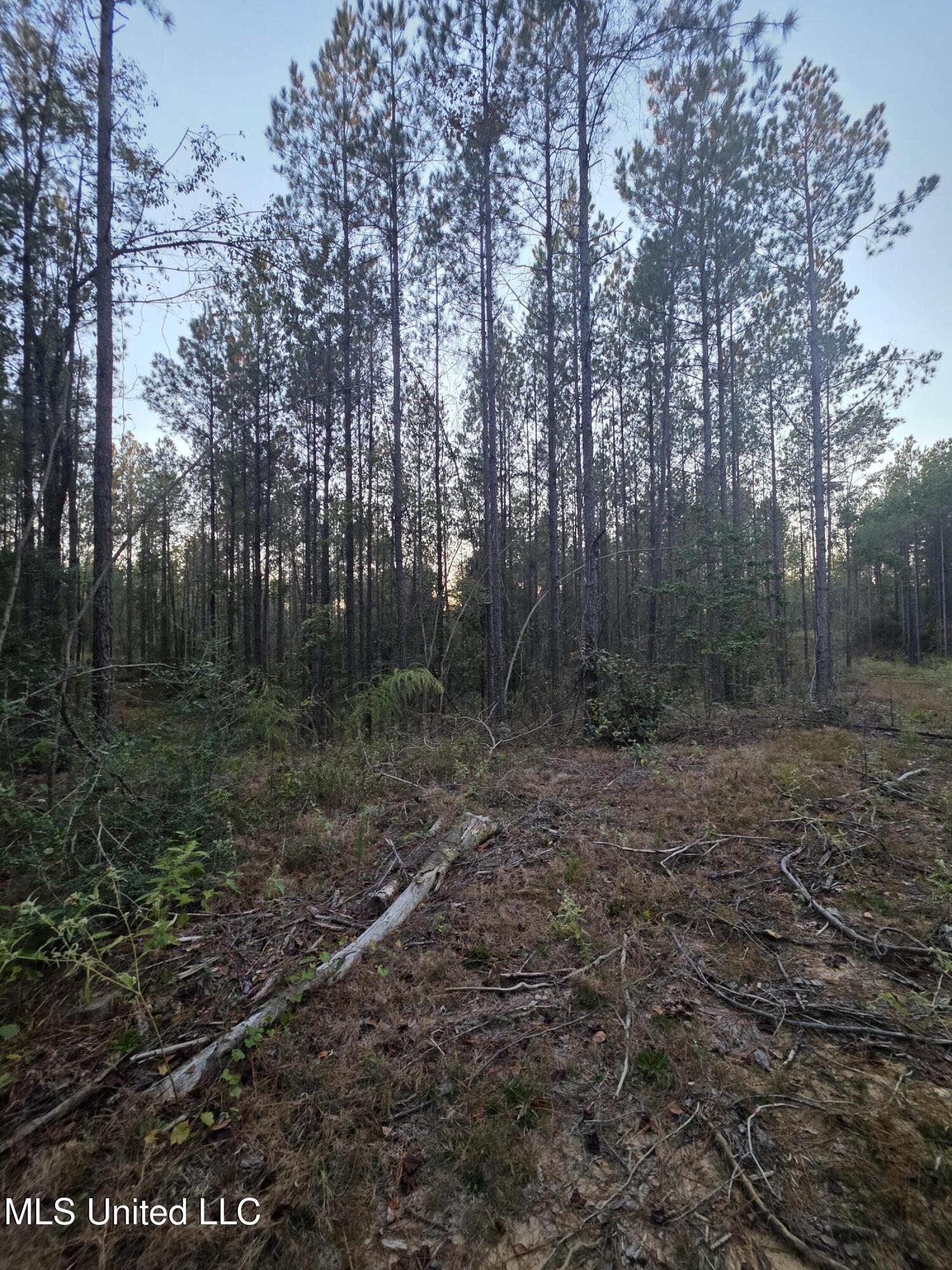 77 County Road Mize, MS 39116 - Photo 16 of 38 19324