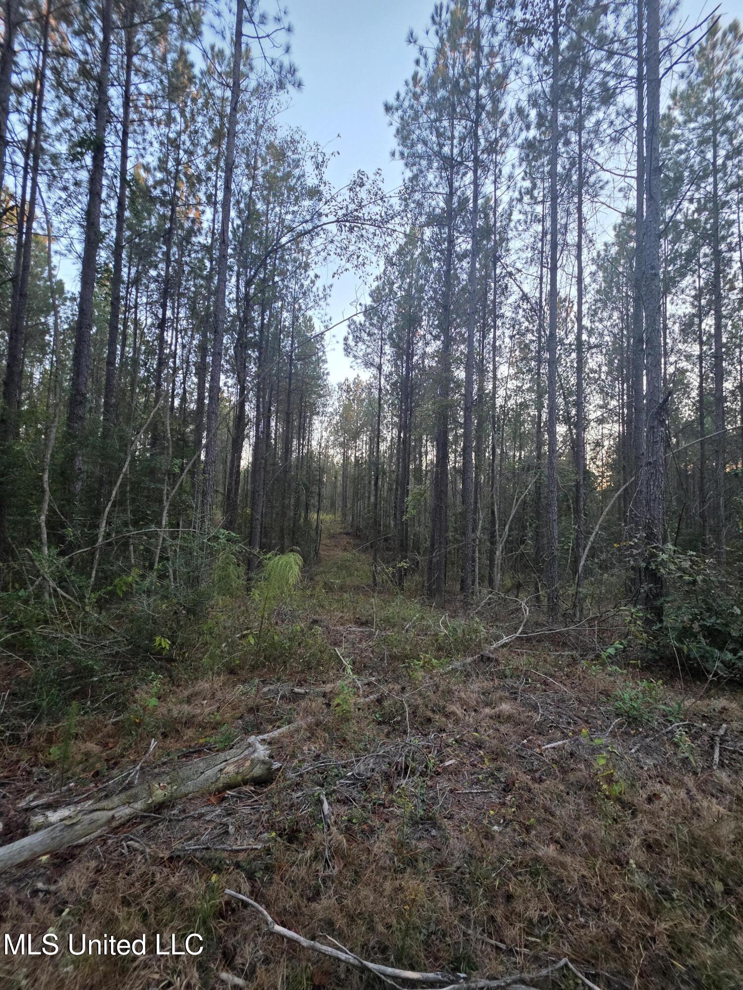 77 County Road Mize, MS 39116 - Photo 17 of 38 19325