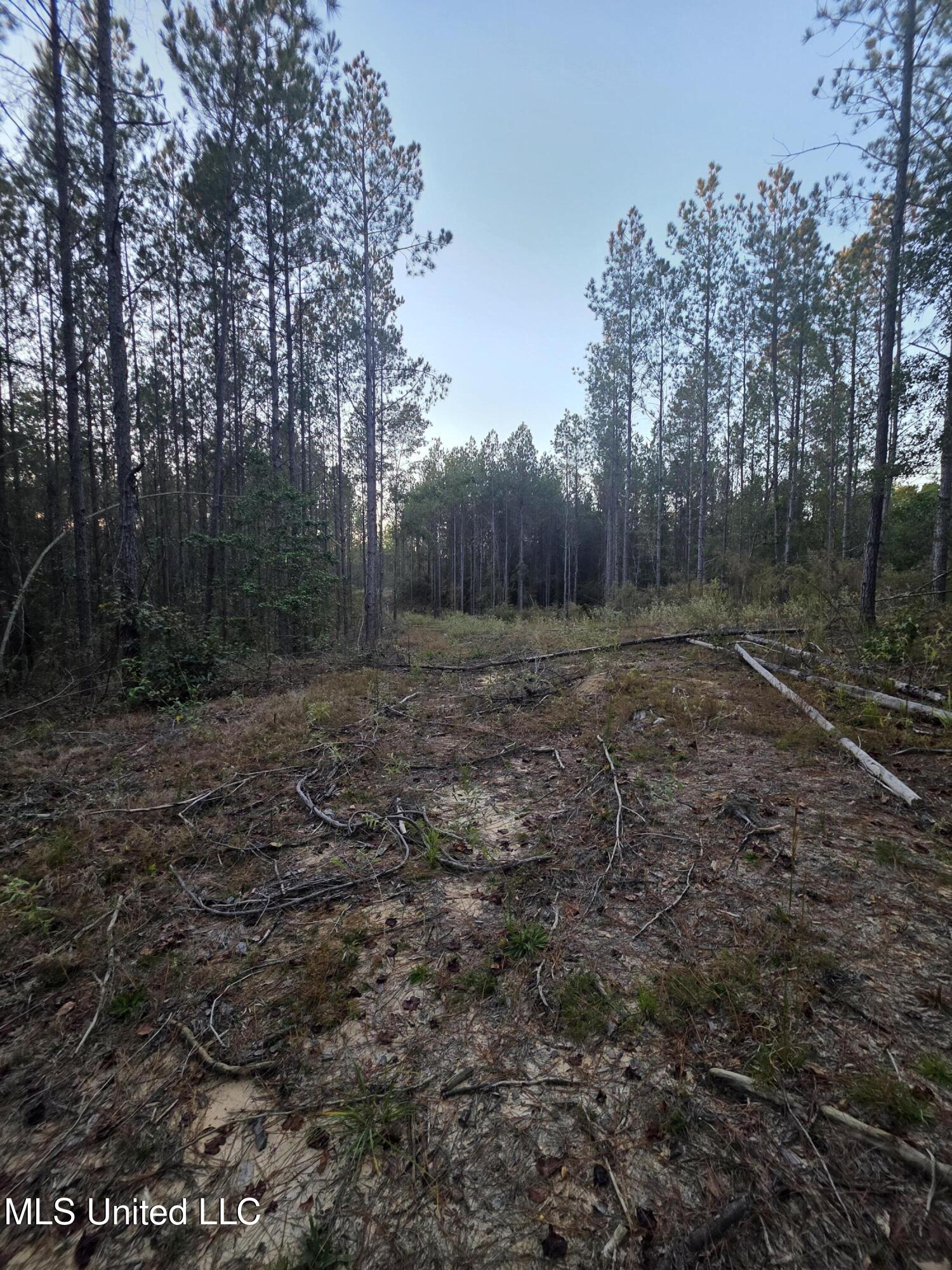 77 County Road Mize, MS 39116 - Photo 19 of 38 19323