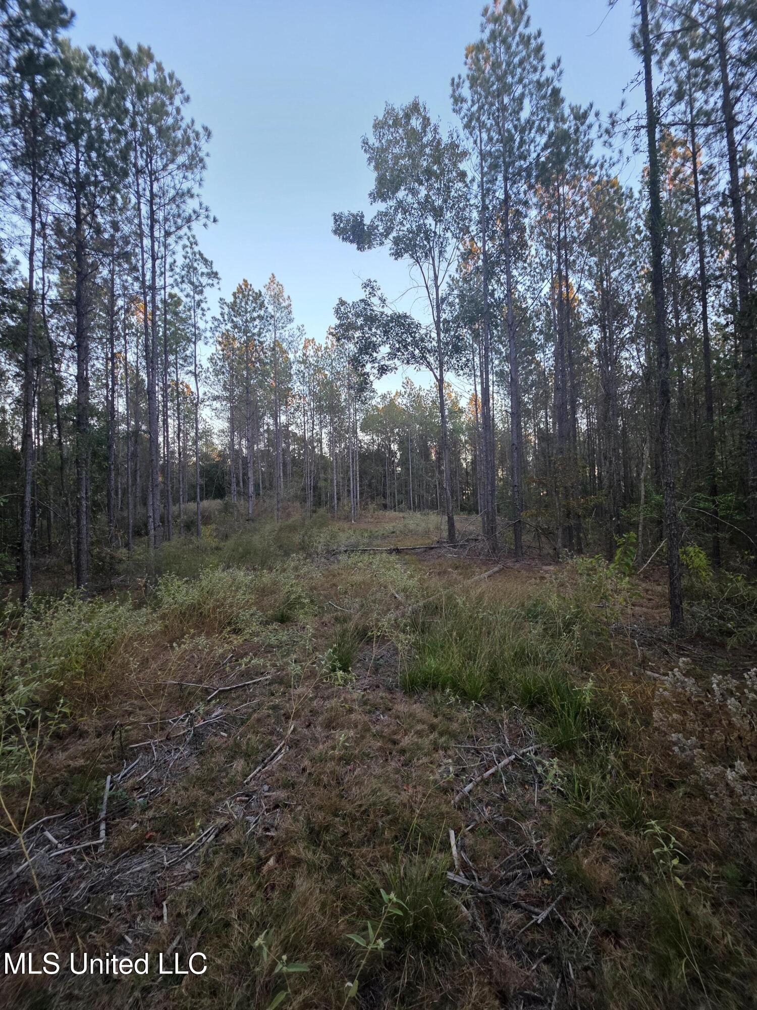 77 County Road Mize, MS 39116 - Photo 21 of 38 19322