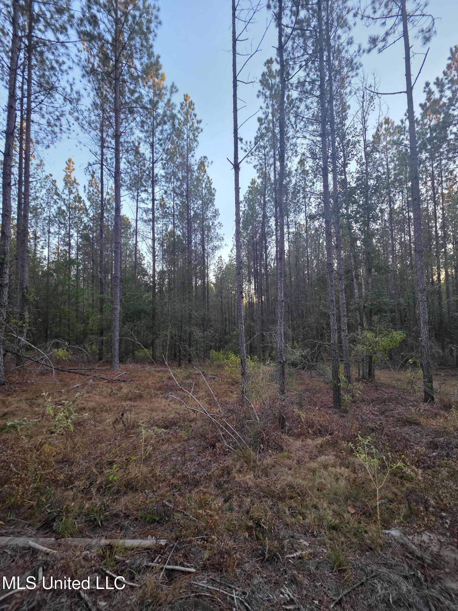 77 County Road Mize, MS 39116 - Photo 22 of 38 19316