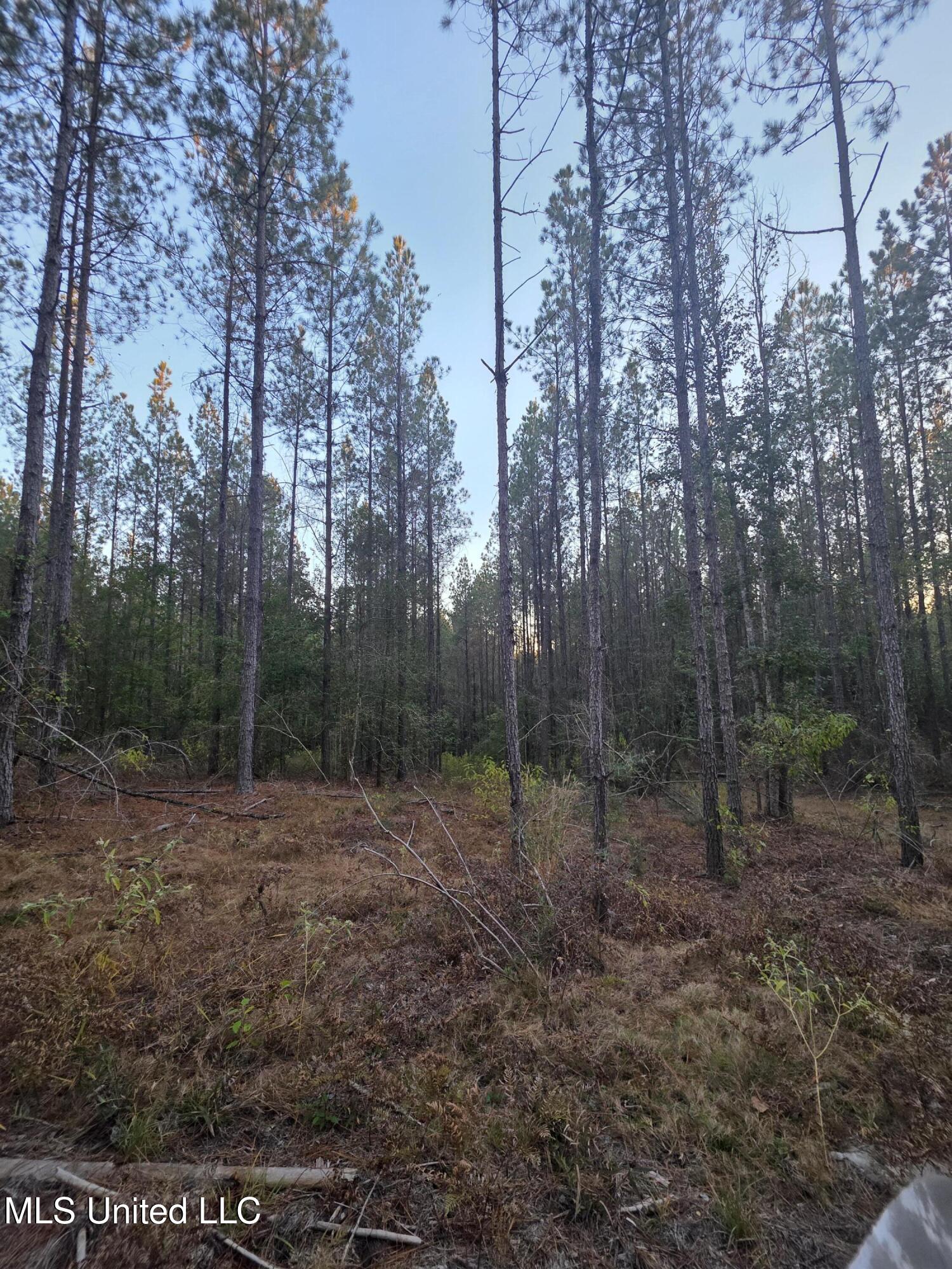 77 County Road Mize, MS 39116 - Photo 23 of 38 19314