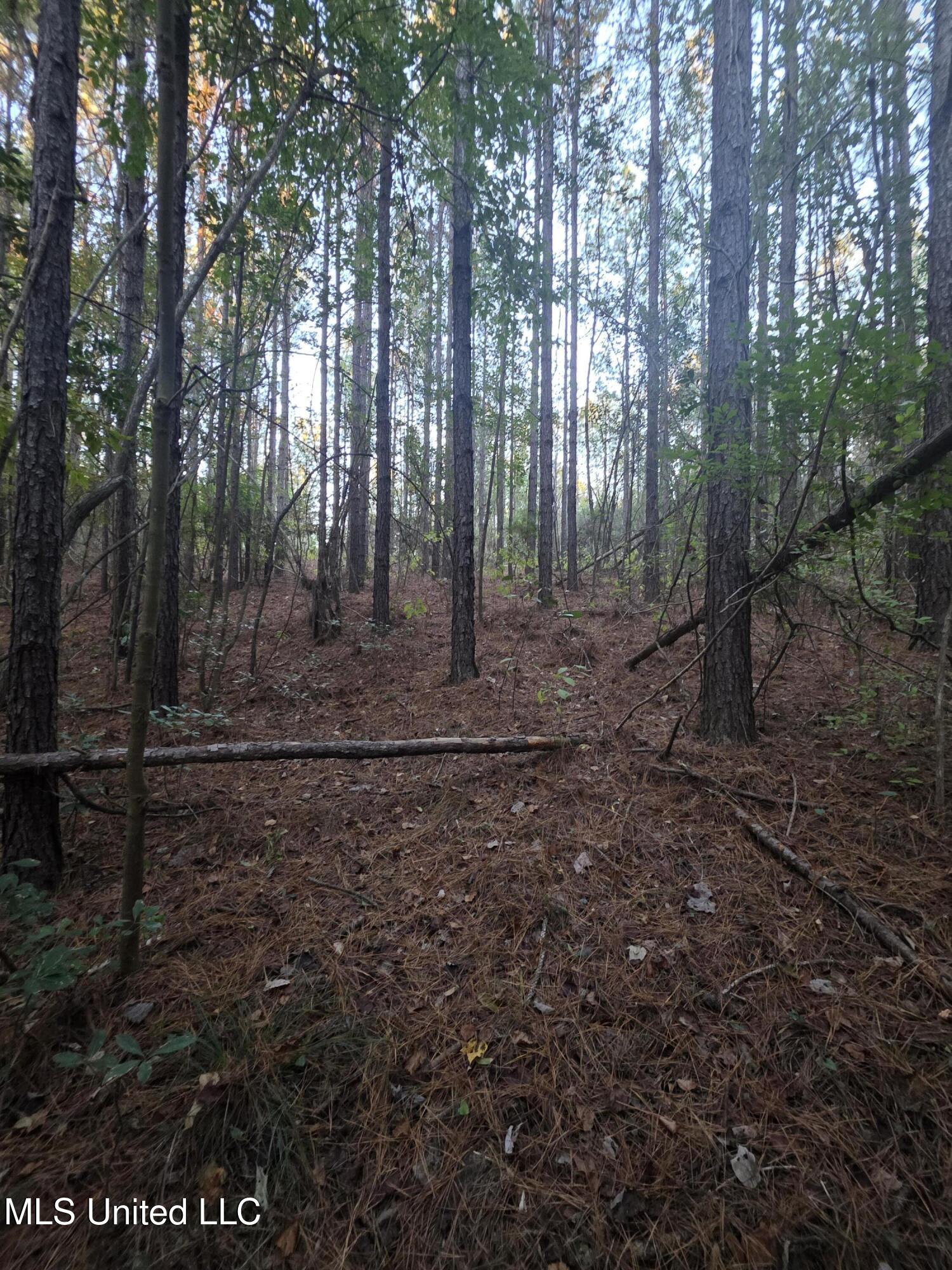 77 County Road Mize, MS 39116 - Photo 24 of 38 19309